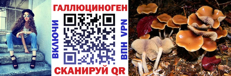 Купить где  Михайлов  Псилоцибиновые грибы MAGIC MUSHROOMS 